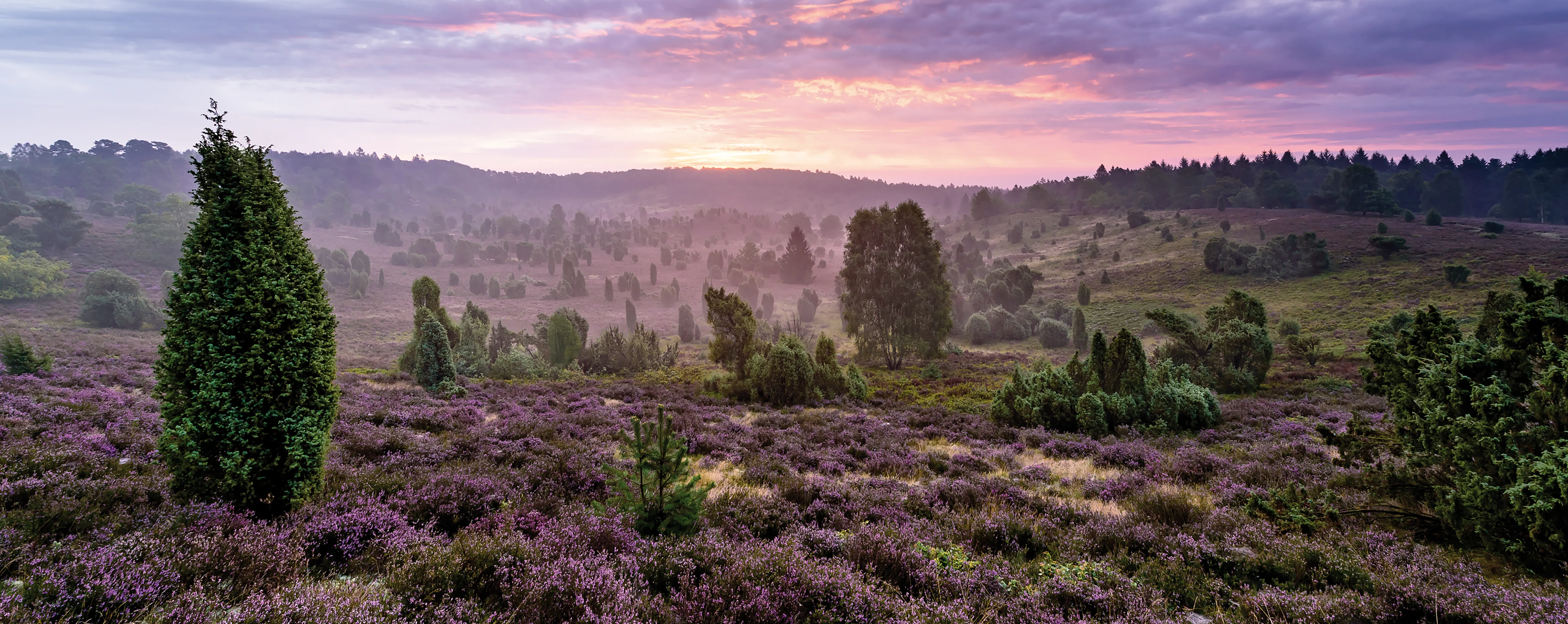DianaKlinik | Fachklinik in der Lüneburger Heide Weitläufige Landschaft der Lüneburger Heide mit blühender Heide und Bäumen. In dieser Gegend befindet sich die DianaKlinik.
