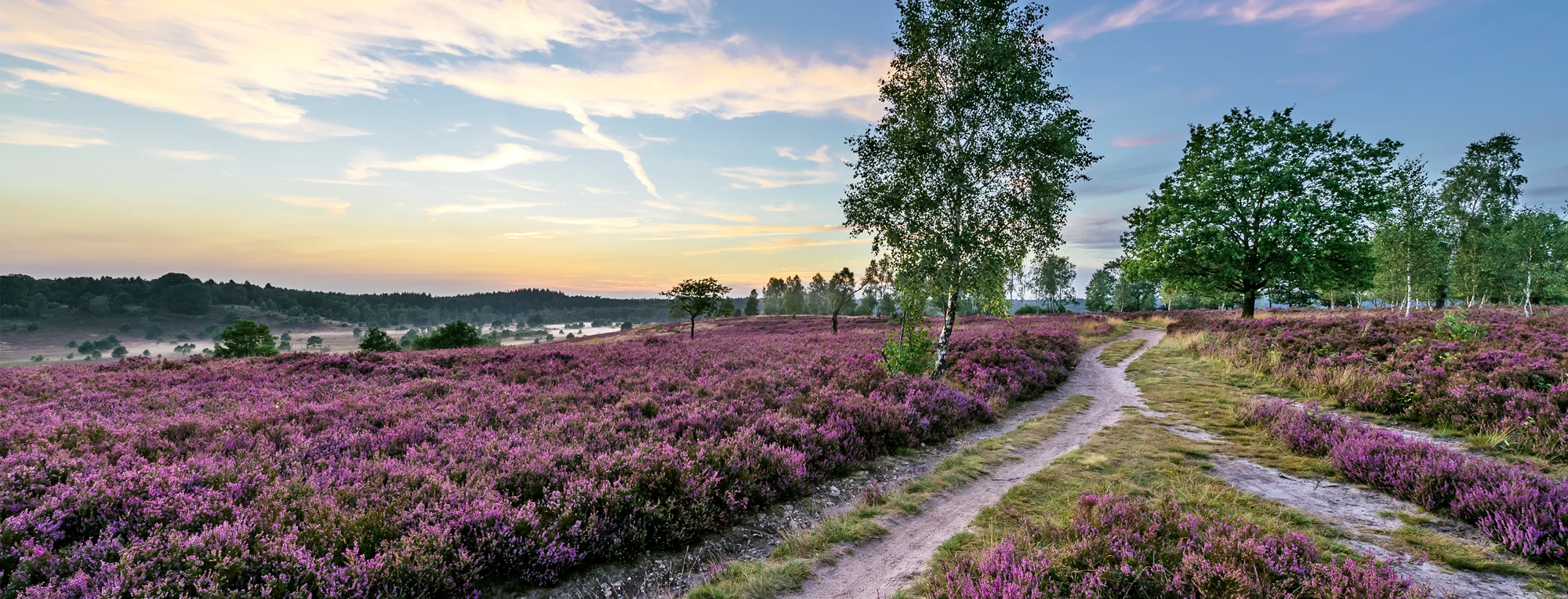 DianaKlinik | Fachklinik in der Lüneburger Heide Sonnenuntergangsstimmung in der Lüneburger Heide. Ein Trampelpfad in einer weiten Landschaft mit blühender Heide und Bäumen.