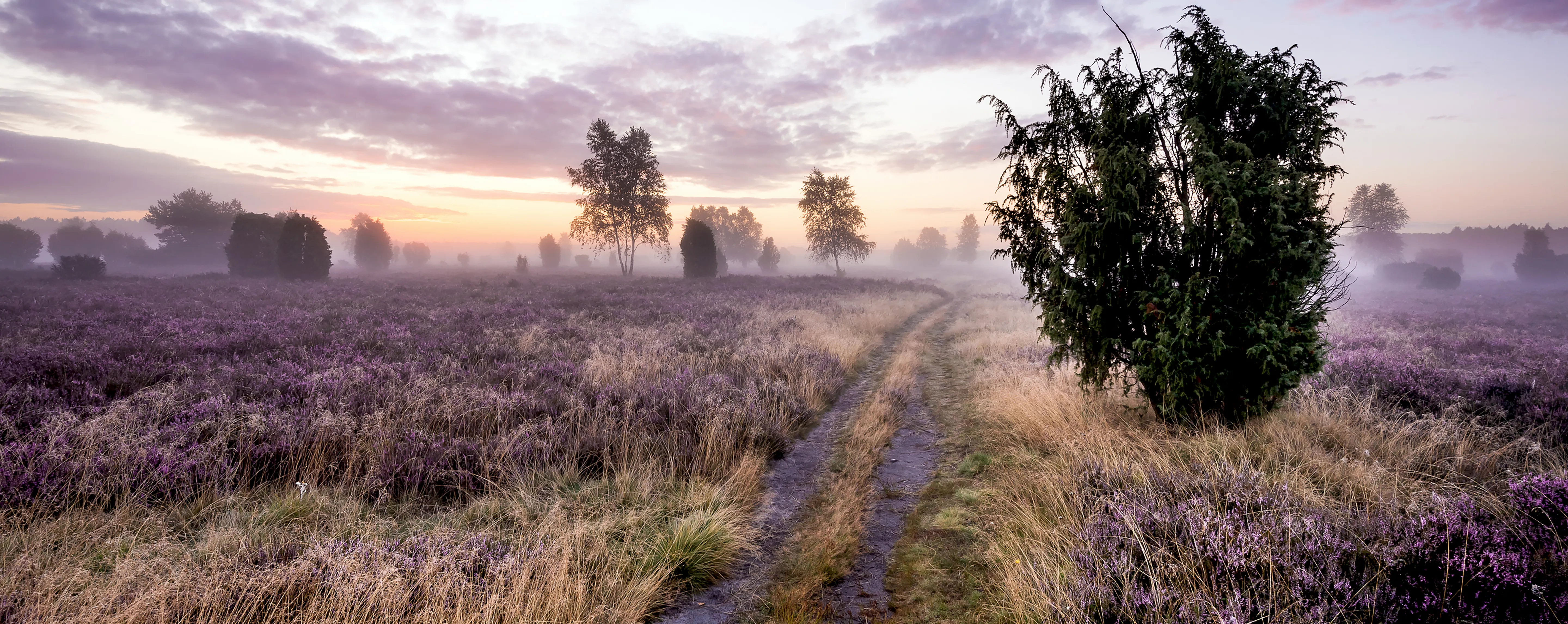Nebel liegt über der weitläufigen Landschaft der Lüneburger Heide. Blühende Heide bis zum Horizont. Vereinzelt Büsche.